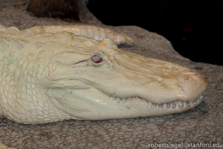 albino alligator