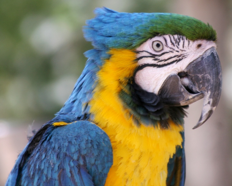 macaw