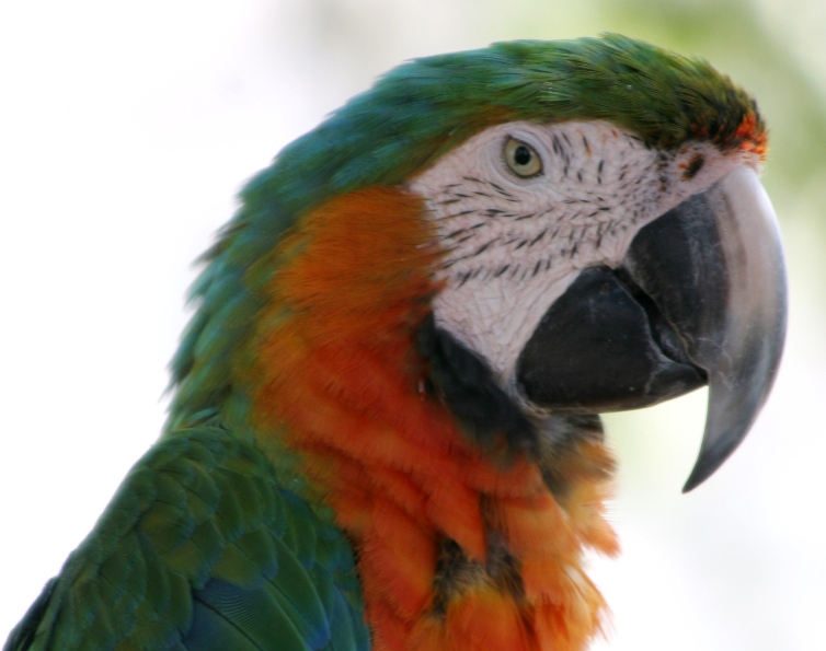 macaw