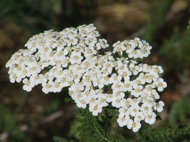 yarrow