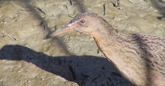 clapper rail