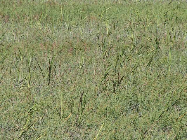 cordgrass