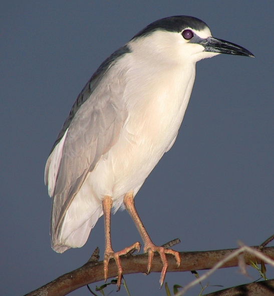 night heron