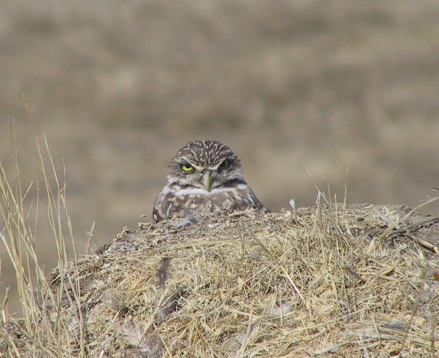 burrowing owl