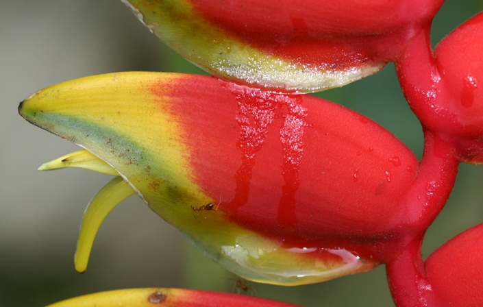 heliconia