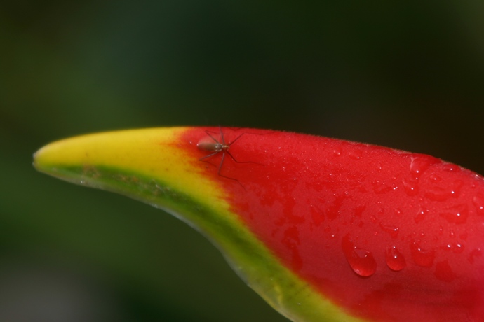 heliconia