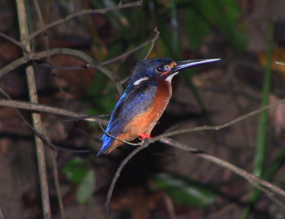 kingfisher