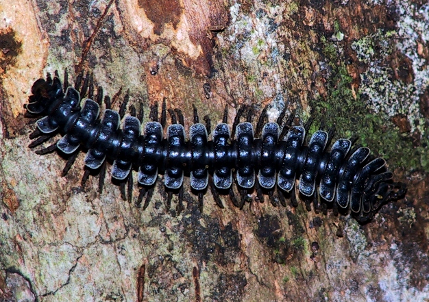 millipede