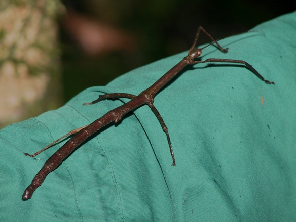 stick insect