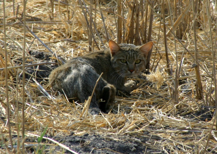 African wildcat