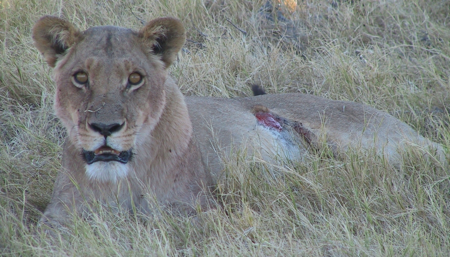 botswana