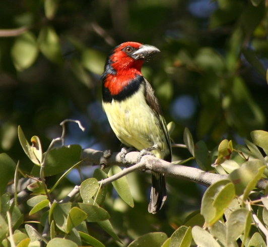 botswana