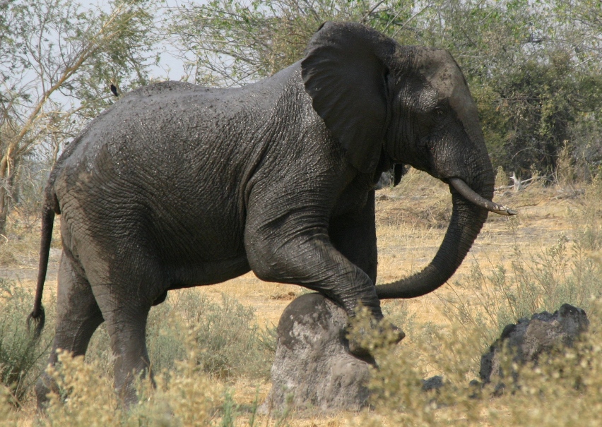 elephant