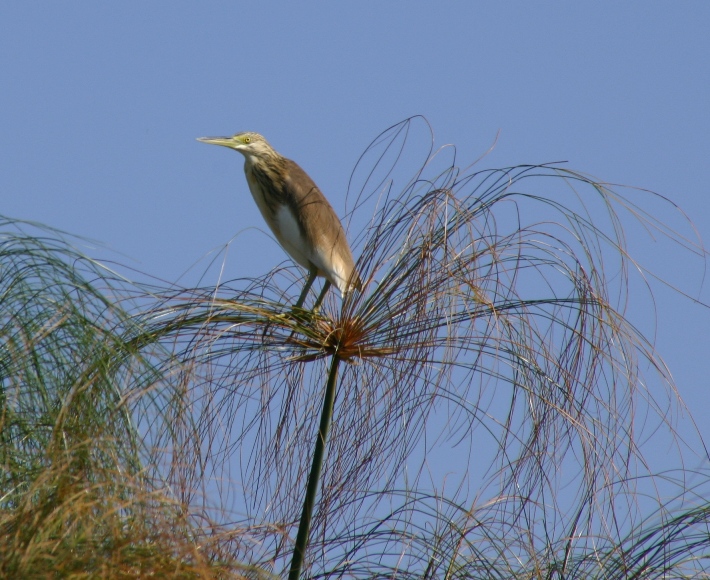 botswana