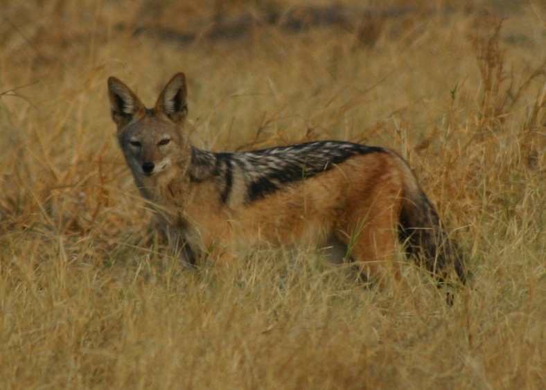 botswana