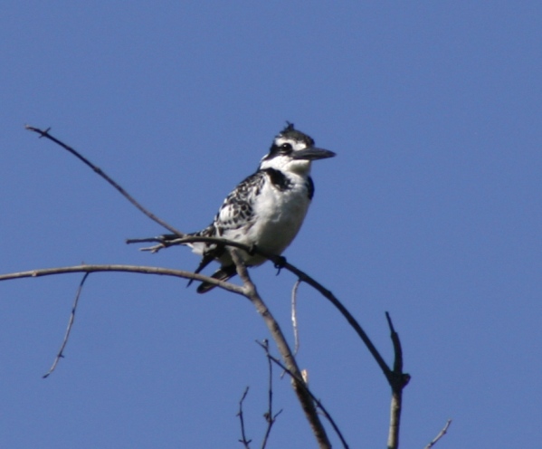 kingfisher