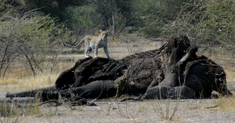 leopard on elephant