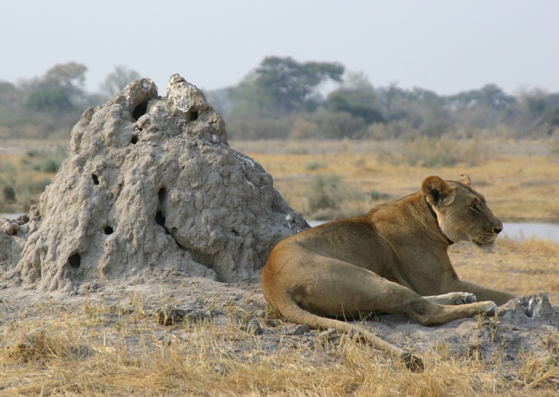 botswana