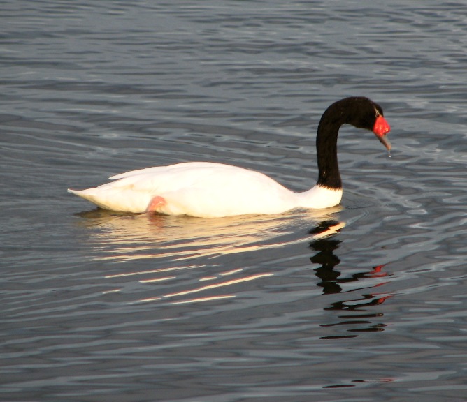 swan