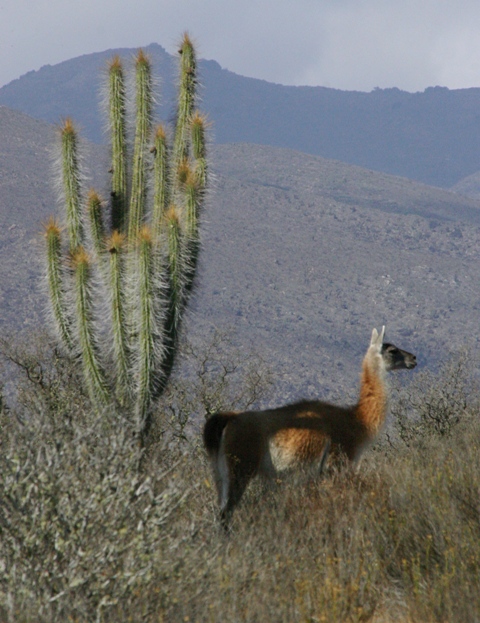 guanaco