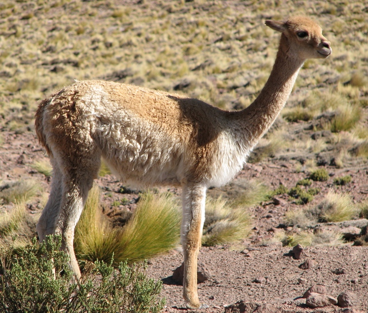 atacama