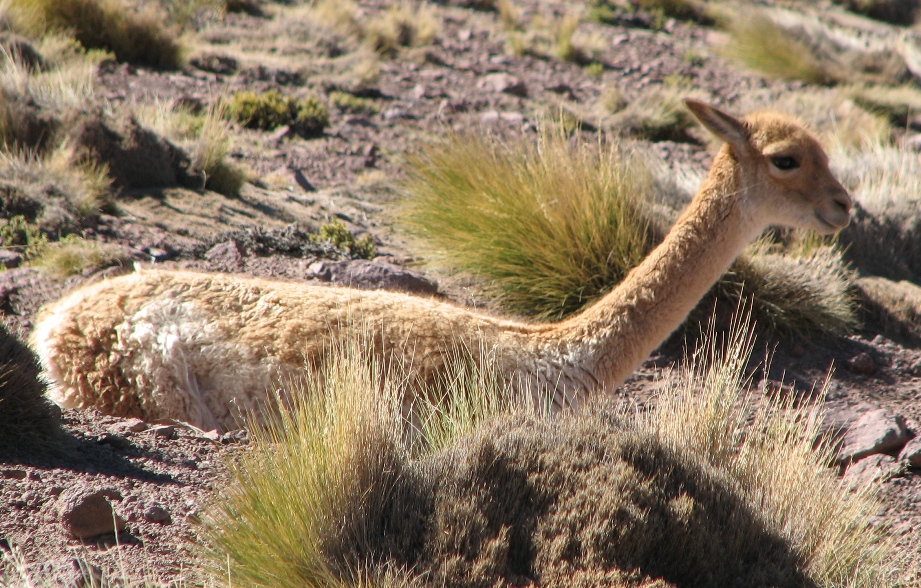 Vicuna