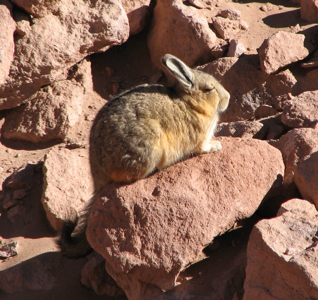 atacama