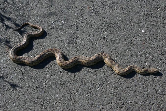 gopher snake