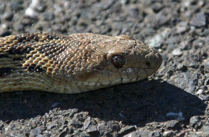 gopher snake