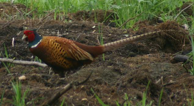 pheasant