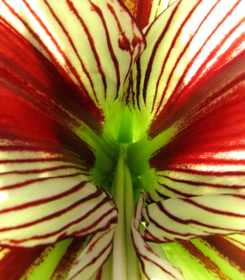 amaryllis