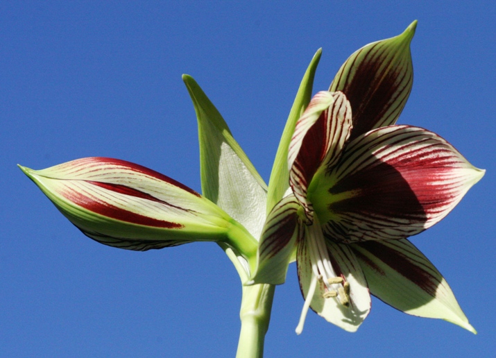 amaryllis