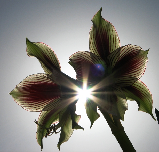 amaryllis