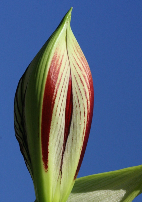 amaryllis