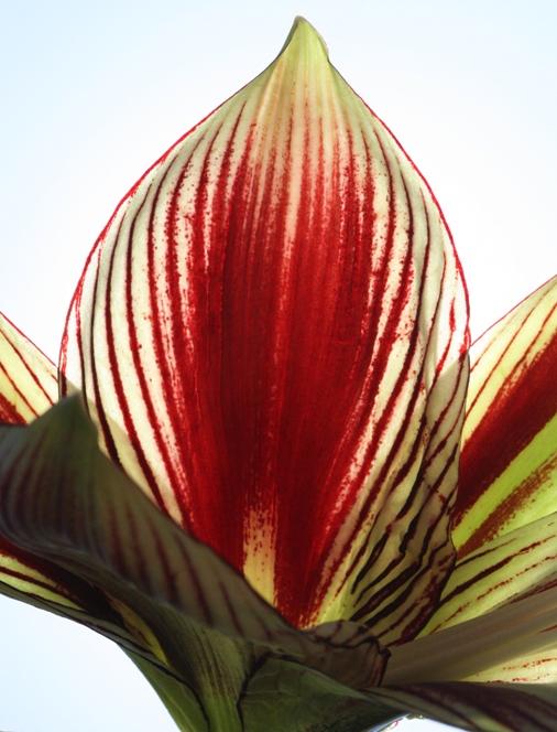 amaryllis