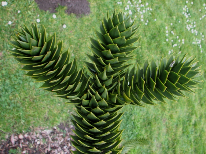 monkey puzzle