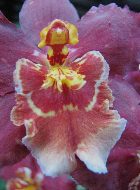 orchid