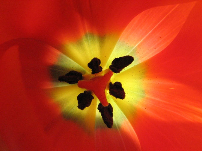 tulip