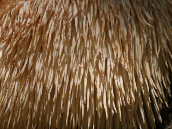 lion's mane fungus