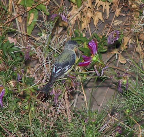 goldfinch