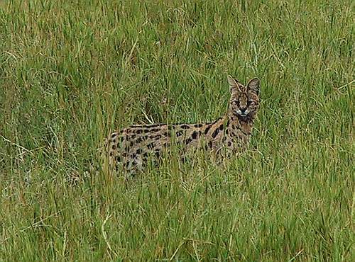 serval