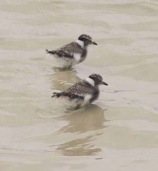 stilt chicks