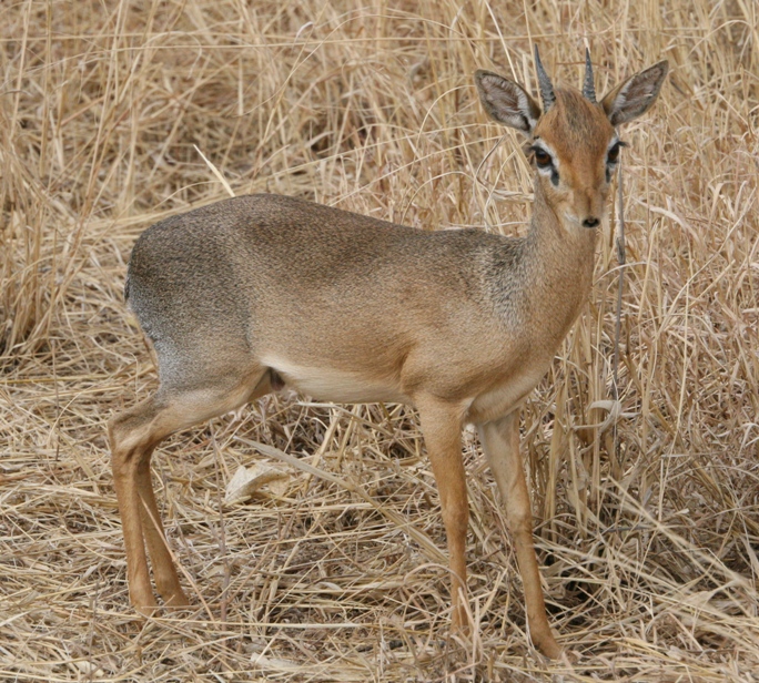 dik-dik