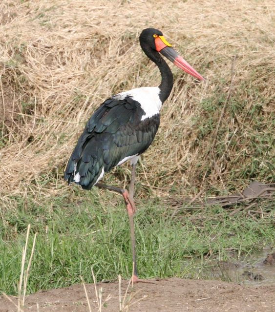 stork